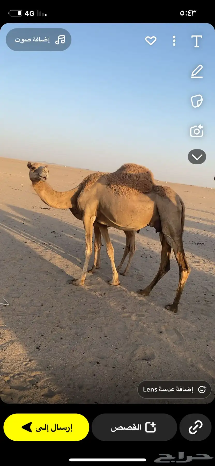 ناقه خلفه 0