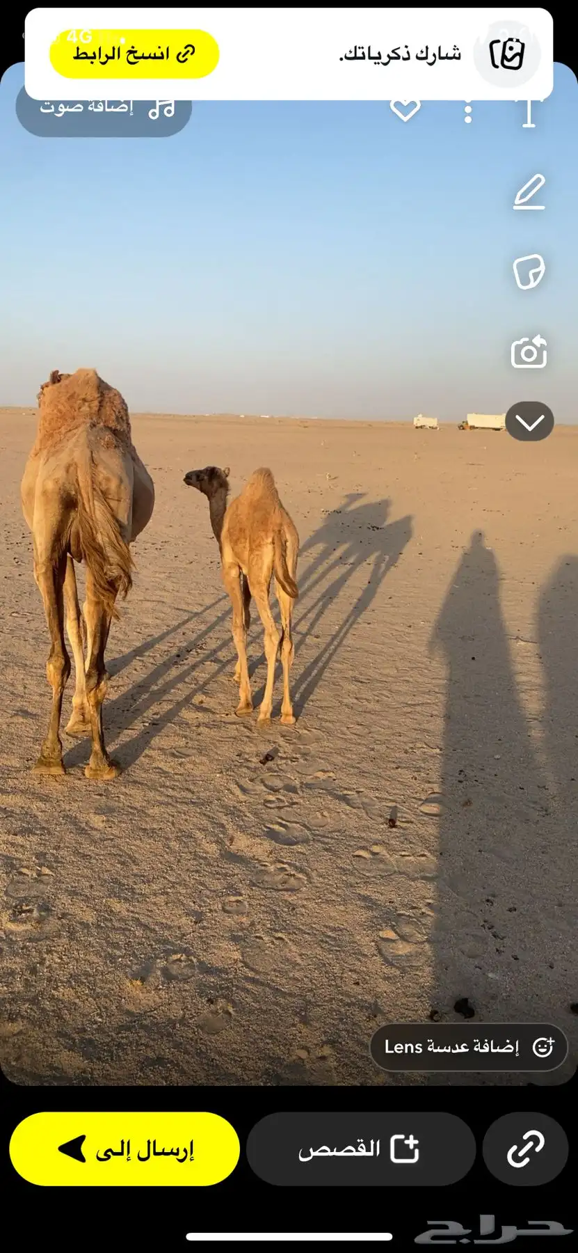 ناقه خلفه 3