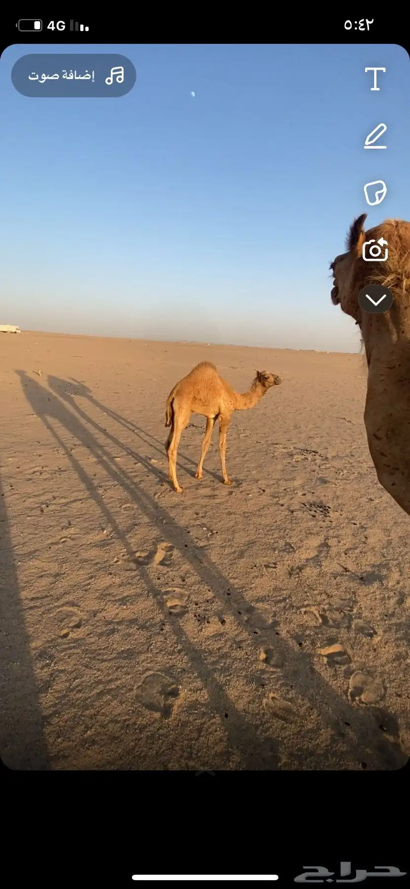 ناقه خلفه 5