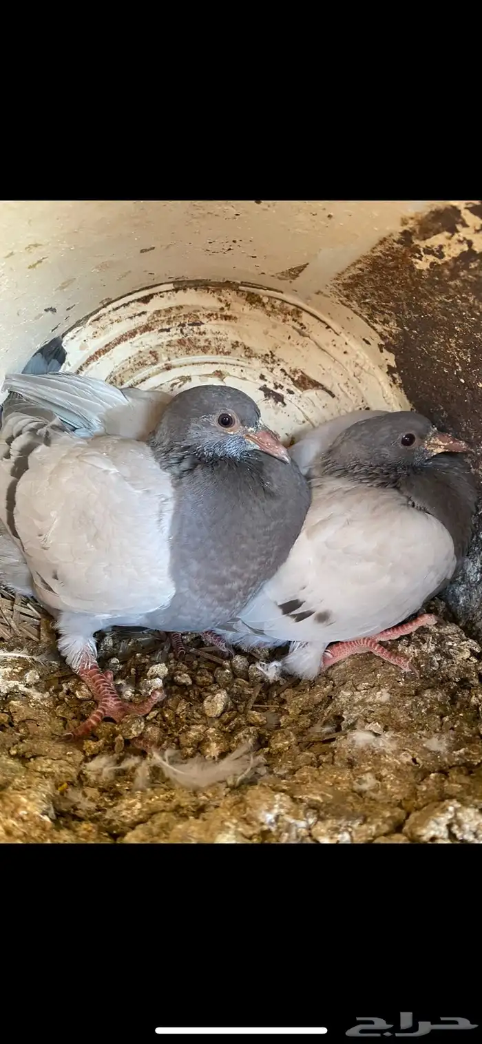 فروخ حمام سلفر 0