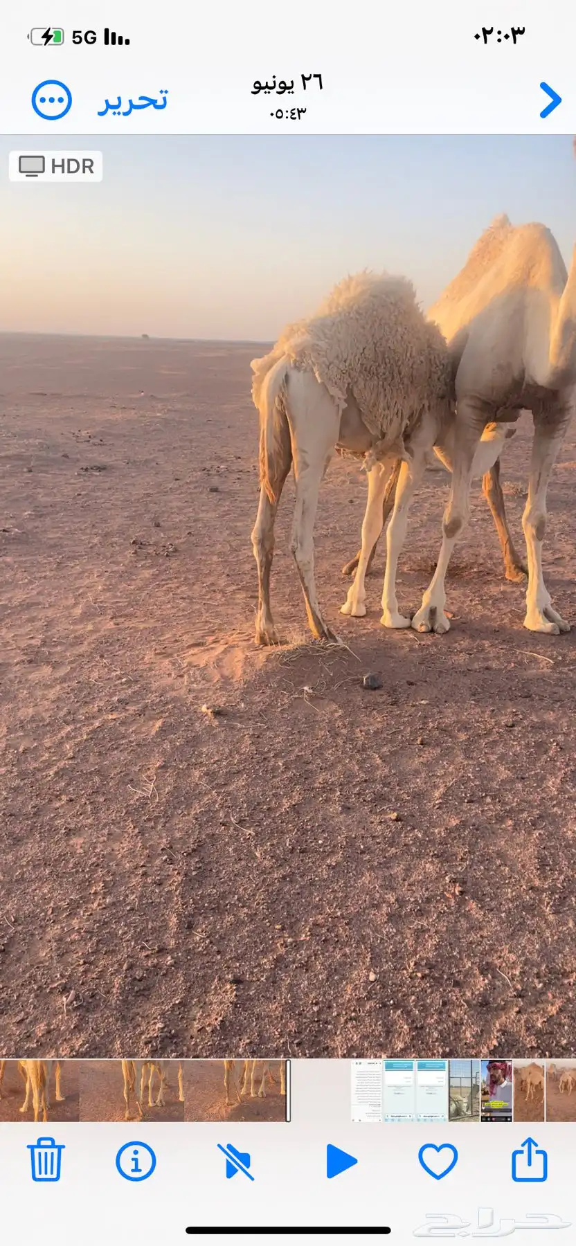 حيران حليب طيبه 0