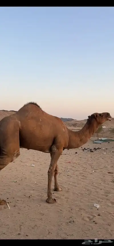بعير جمل ساحلي(( تم البيع )) 5