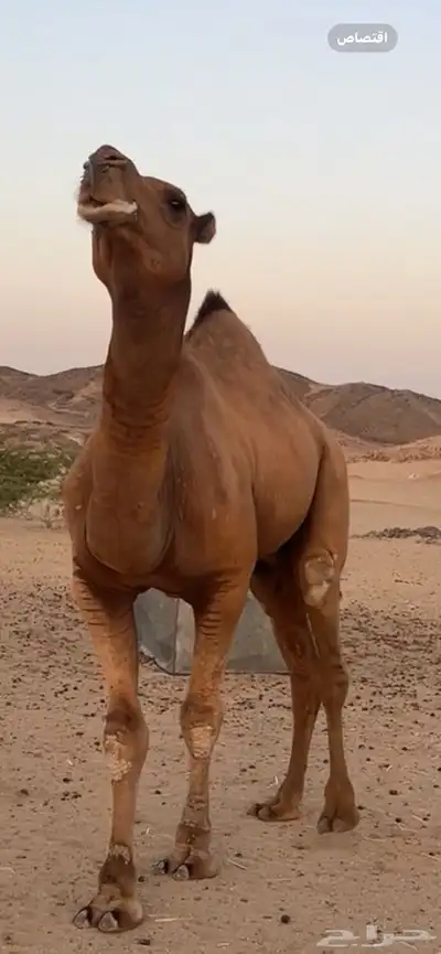 بعير جمل ساحلي(( تم البيع )) 9