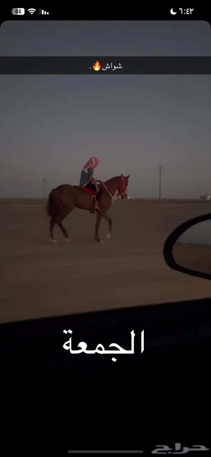 حصان للبيع 0