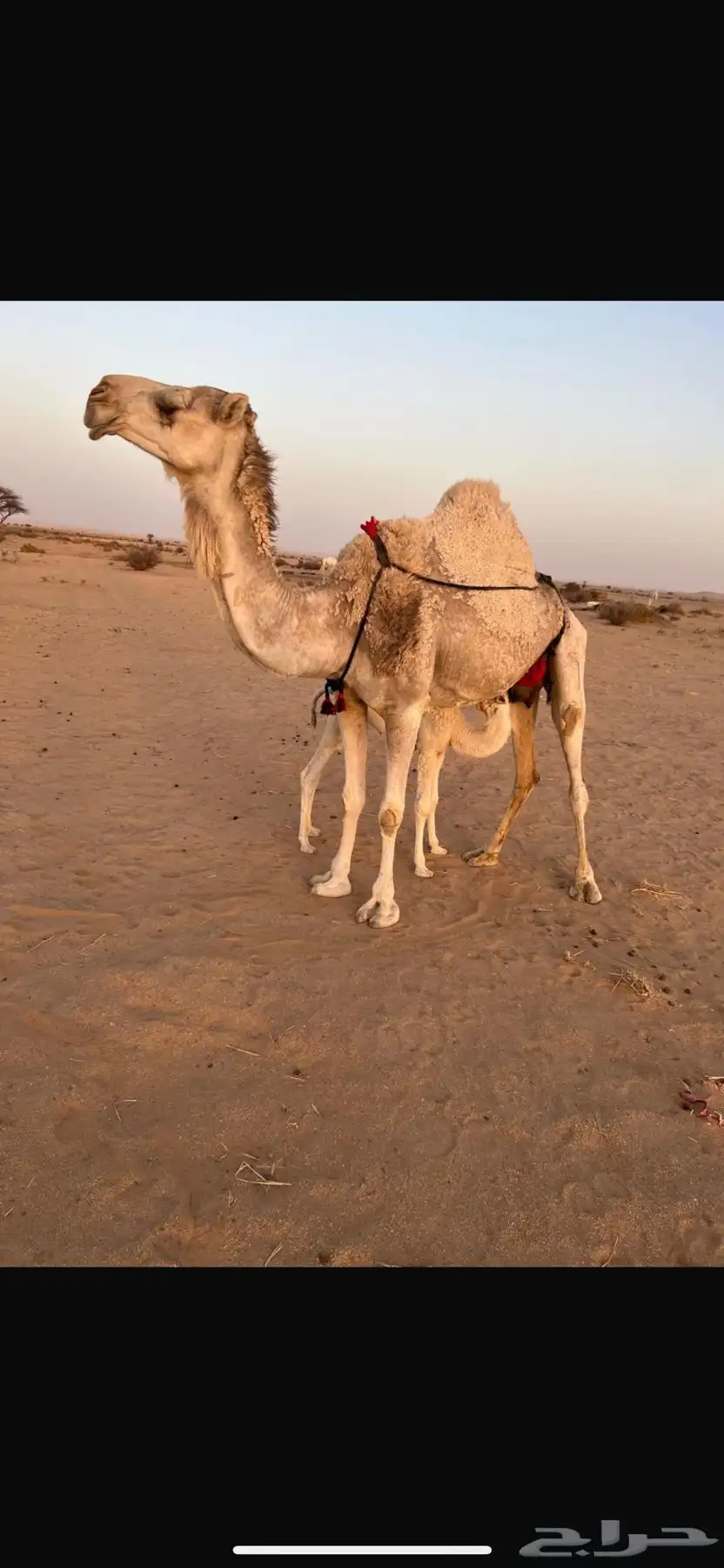 ناقه خلفه تحتها قعود للبيع 1