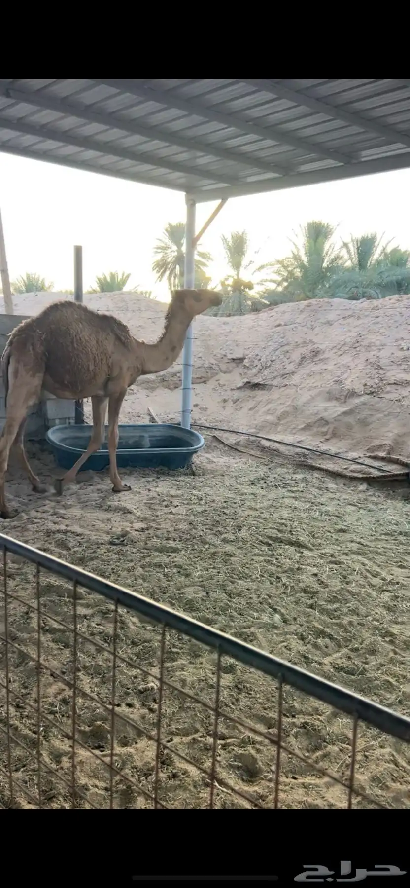 حشو للبيع 0