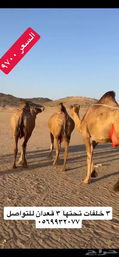 خلفات سواحل(( تم البيع )) 5