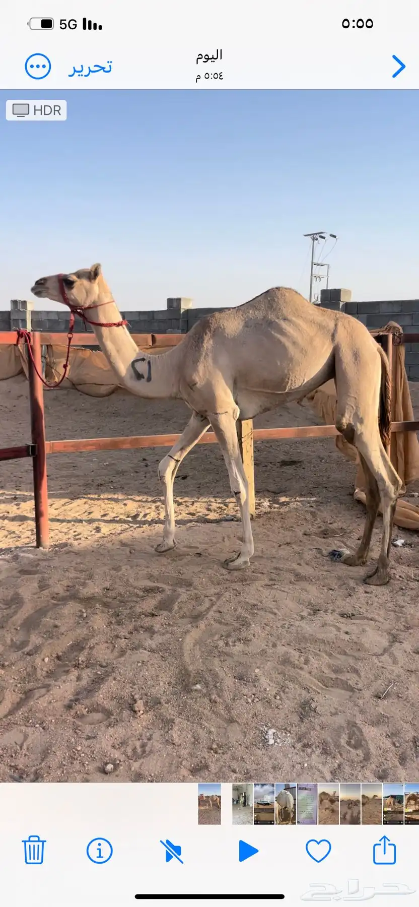 بكره هجن 0