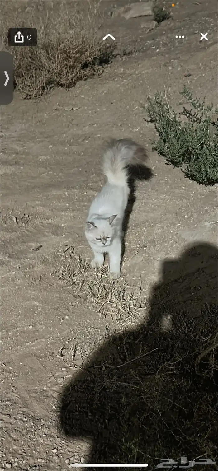 قطوه لونها ابيض احد شافها ضايعه بالسلاميه 0