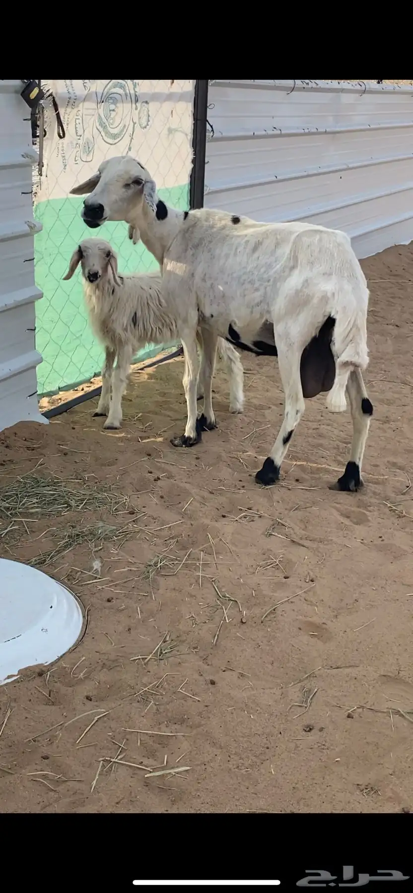 نعجه تحتها رخل 3