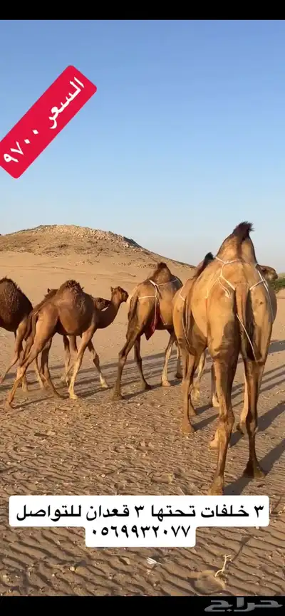 خلفات سواحل(( تم البيع )) 8