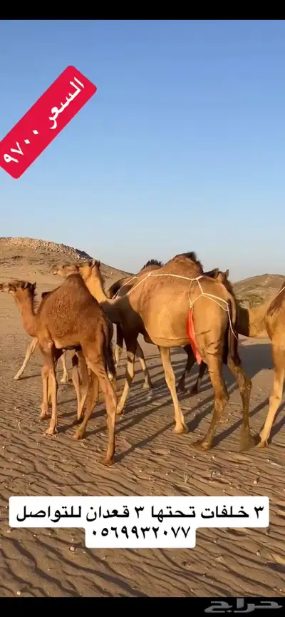 خلفات سواحل(( تم البيع )) 6