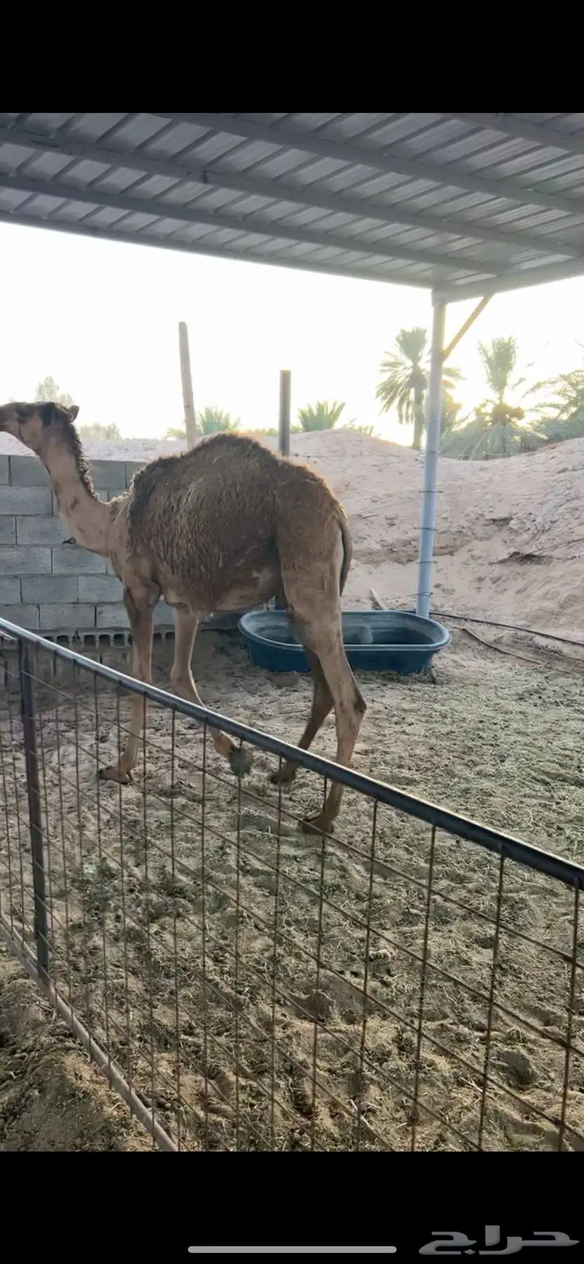 حشو للبيع 1