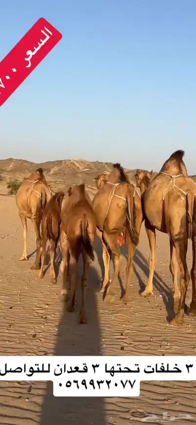 خلفات سواحل(( تم البيع )) 11