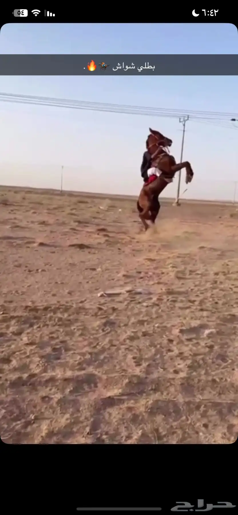حصان للبيع 4