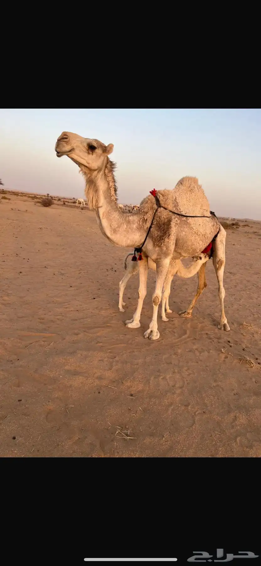 ناقه خلفه تحتها قعود للبيع 0