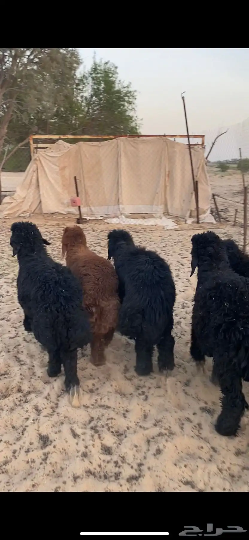 للبيع خرفان عرب طيبه 1