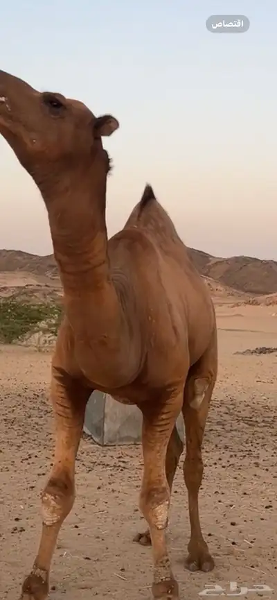 بعير جمل ساحلي(( تم البيع )) 1