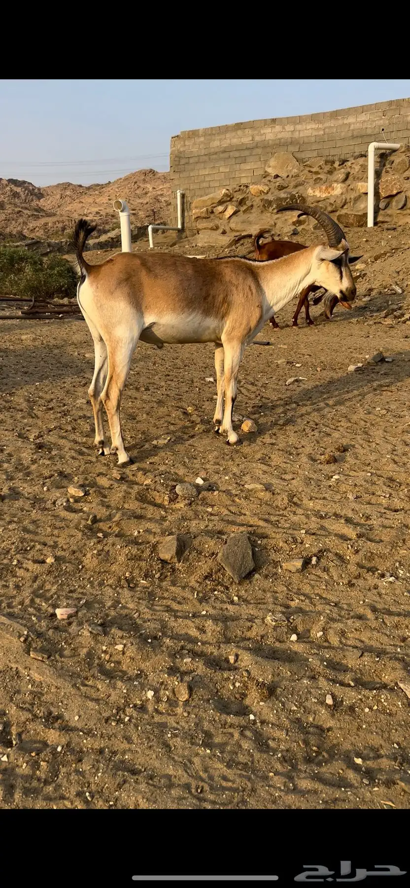 هجين وعل 2