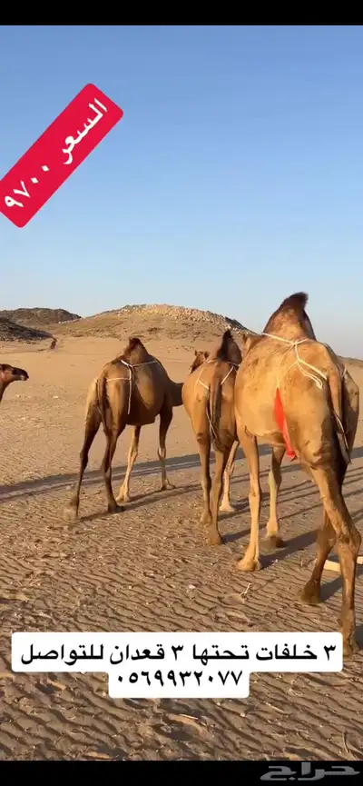 خلفات سواحل(( تم البيع )) 7