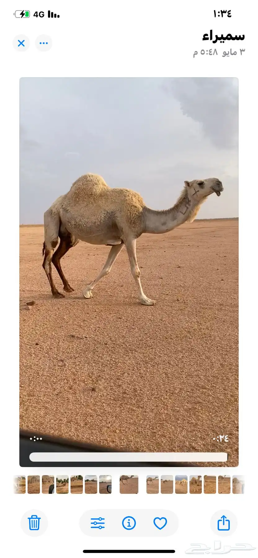 قعود مشروع فحل حيسوني 1