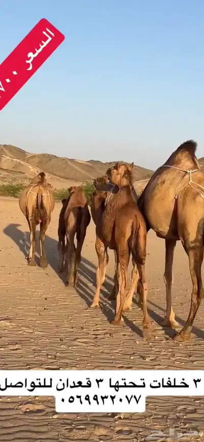 خلفات سواحل(( تم البيع )) 0