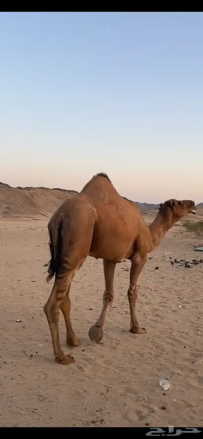 بعير جمل ساحلي(( تم البيع )) 8
