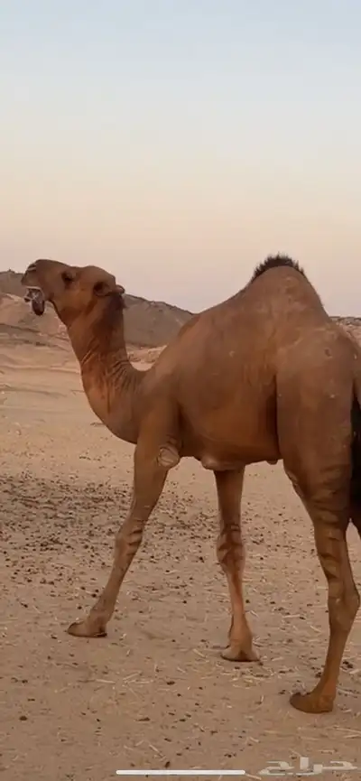 بعير جمل ساحلي(( تم البيع )) 2