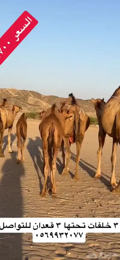خلفات سواحل(( تم البيع )) 3
