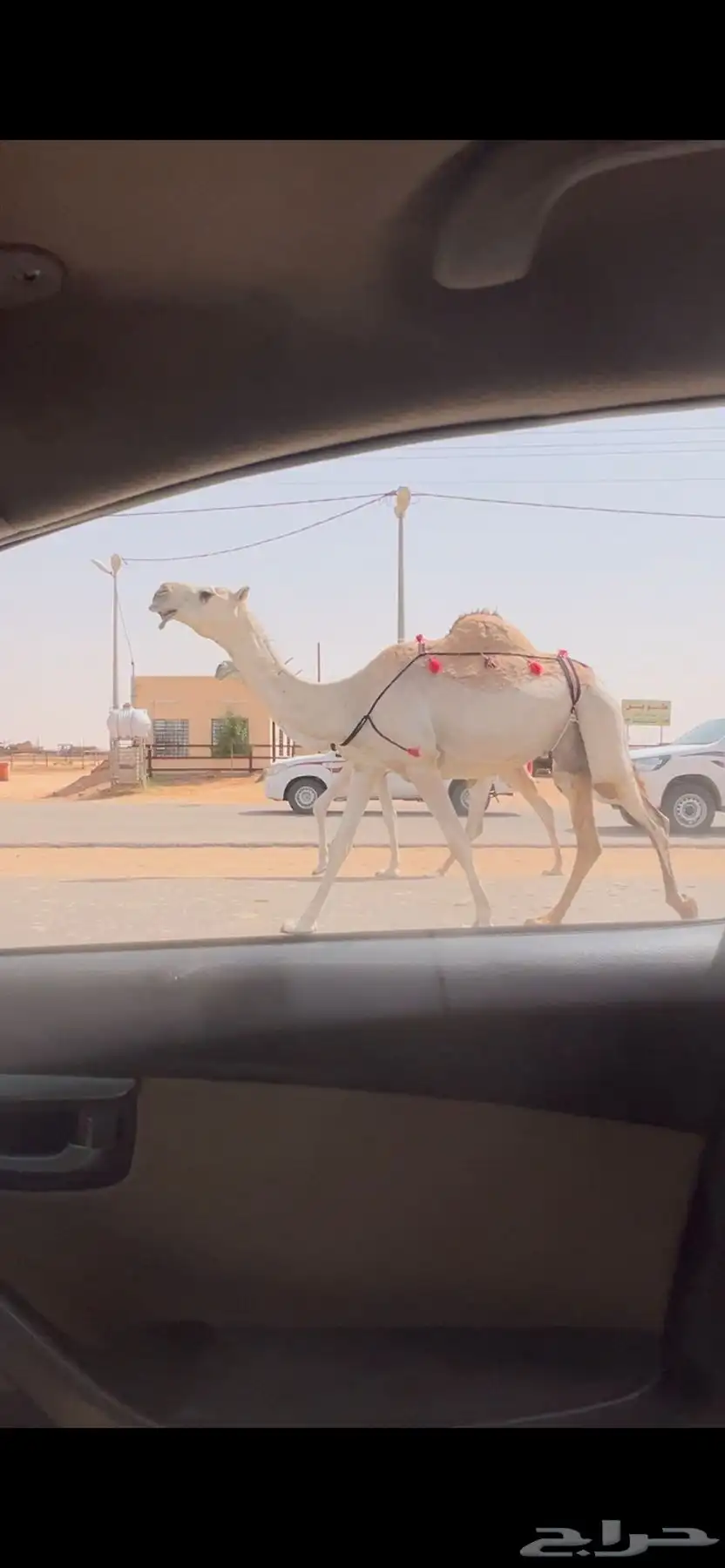 عشرا ضروبه ضريبه طيبه طفاح ورقاق 0