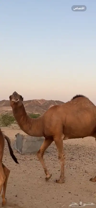 بعير جمل ساحلي(( تم البيع )) 3