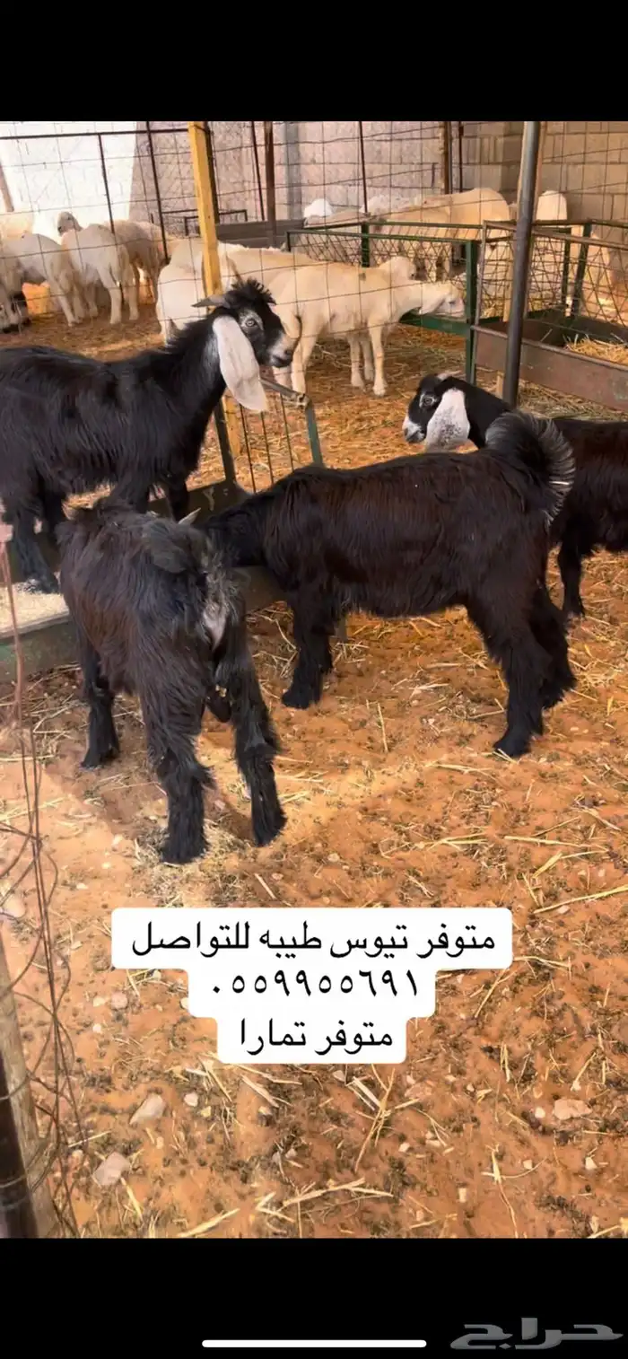 متوفر ذبايح حري ونعيم وتيوس ( الرياض مخرج 36 ) 3