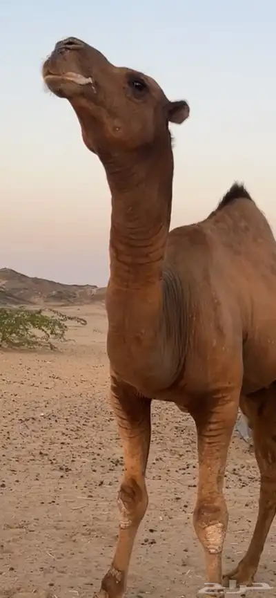 بعير جمل ساحلي(( تم البيع )) 0