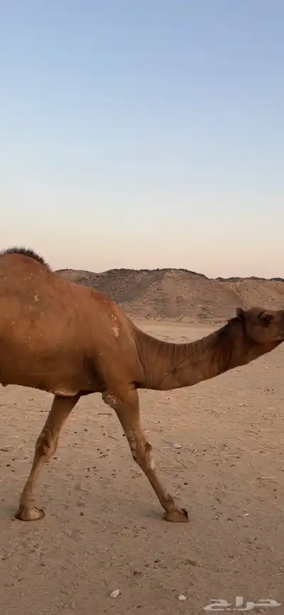 بعير جمل ساحلي(( تم البيع )) 6