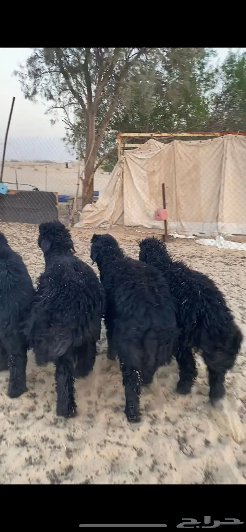 للبيع خرفان عرب طيبه 2