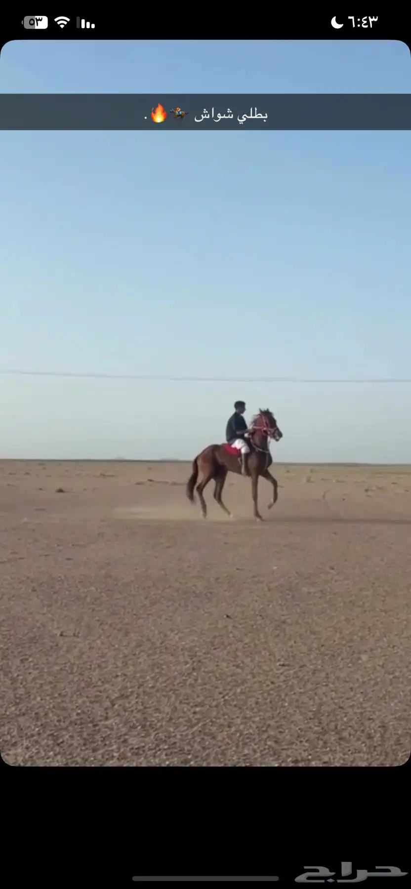 حصان للبيع 1