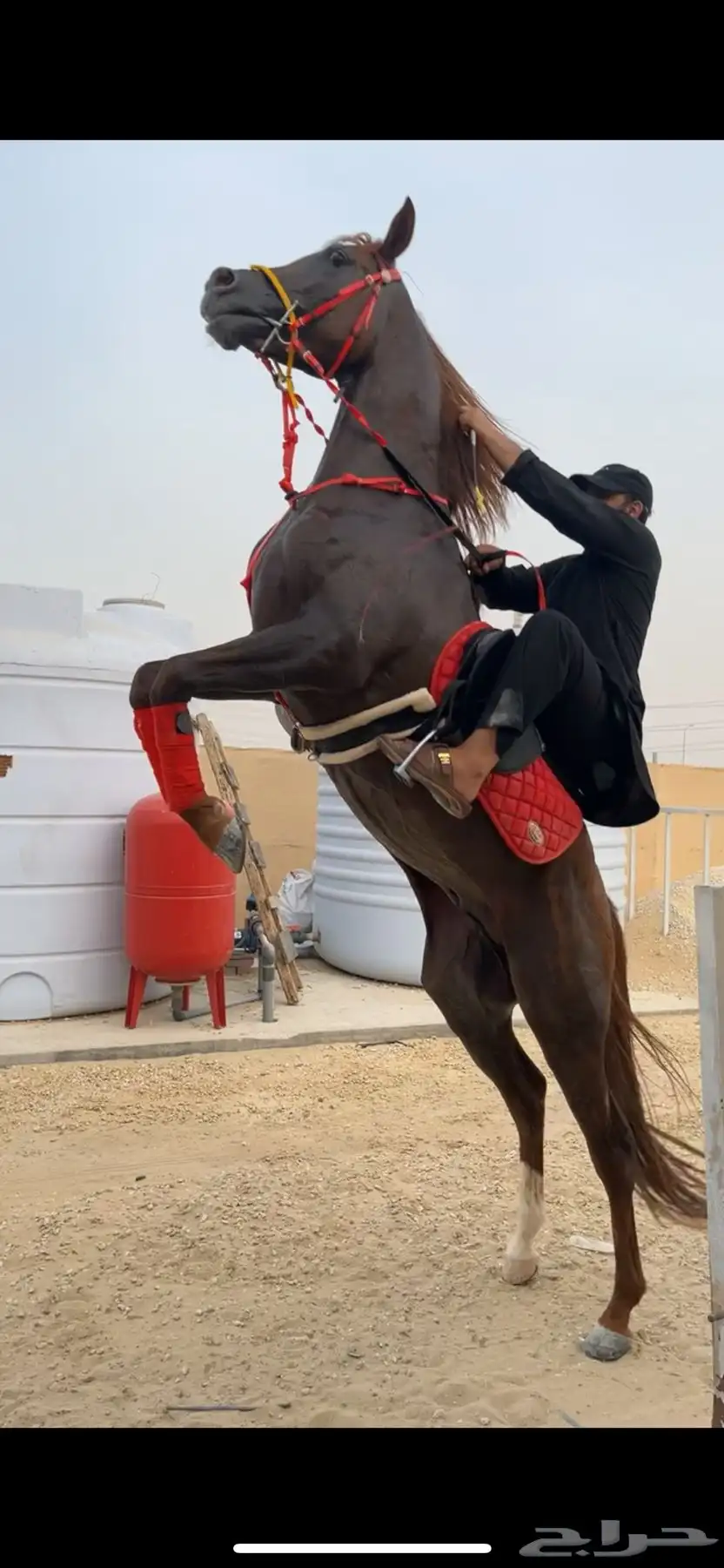 حصان عربي فاخر شعبي 8