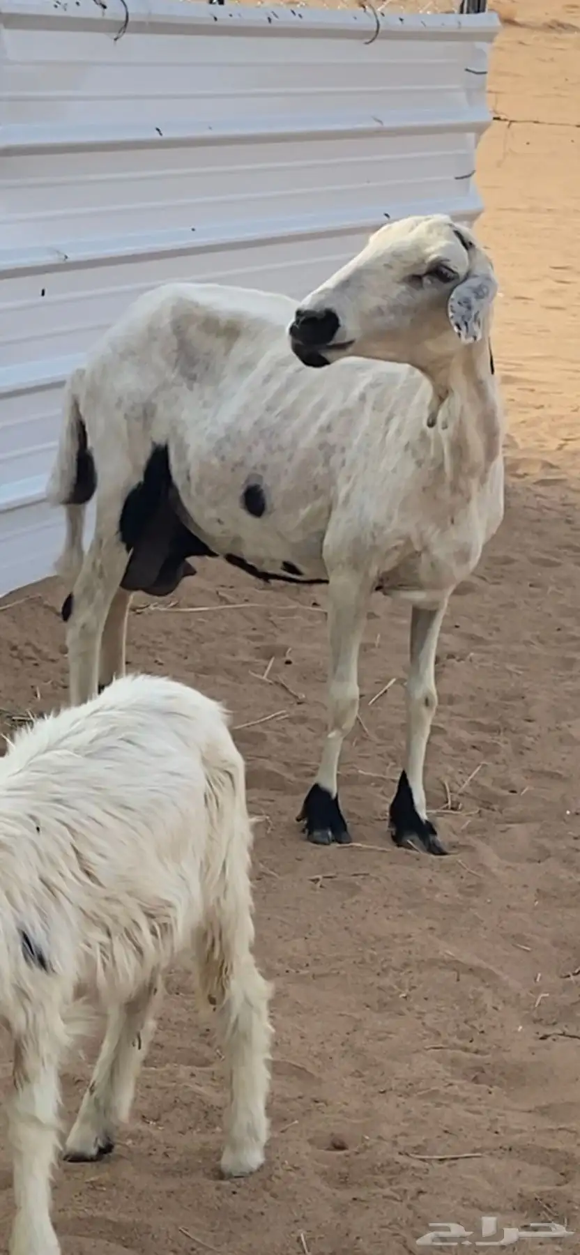 نعجه تحتها رخل 5