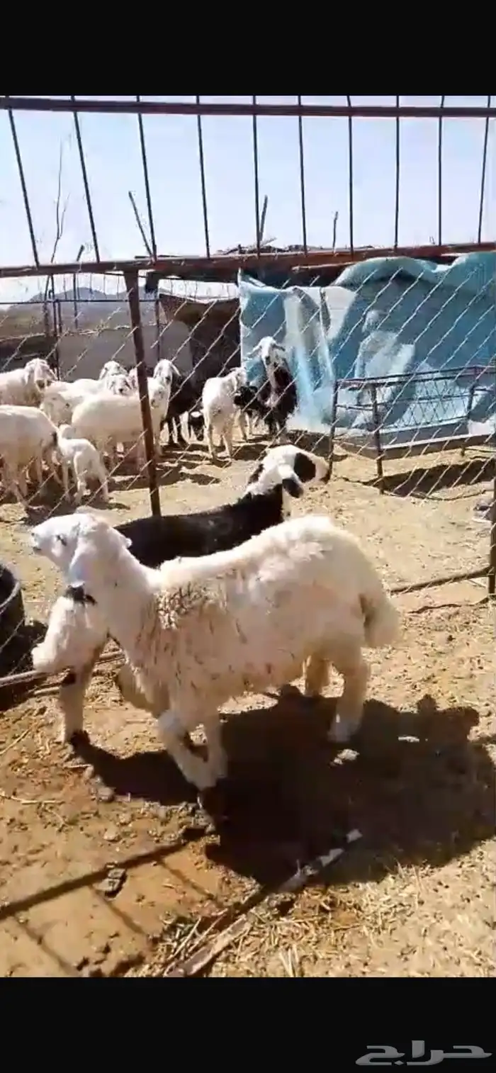 ذبايح حريات وسواكن 0