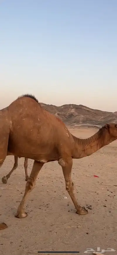 بعير جمل ساحلي(( تم البيع )) 7