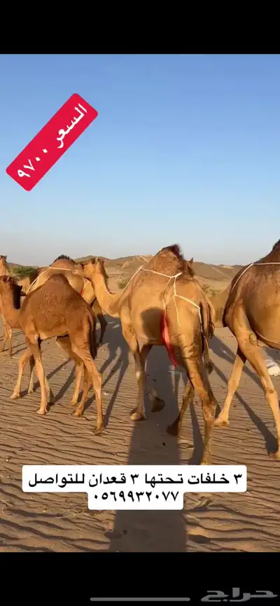 خلفات سواحل(( تم البيع )) 13