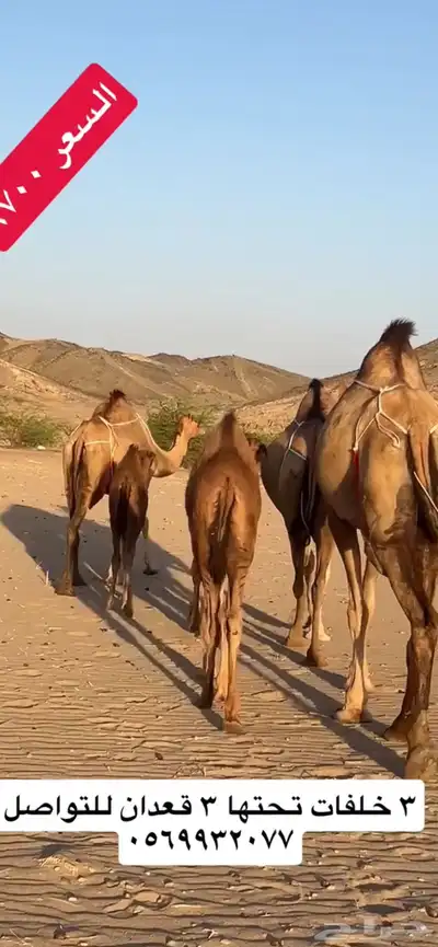 خلفات سواحل(( تم البيع )) 12