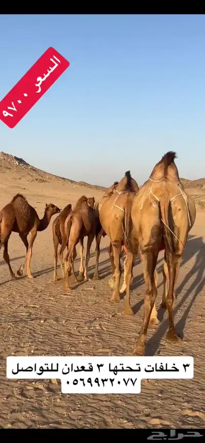 خلفات سواحل(( تم البيع )) 1