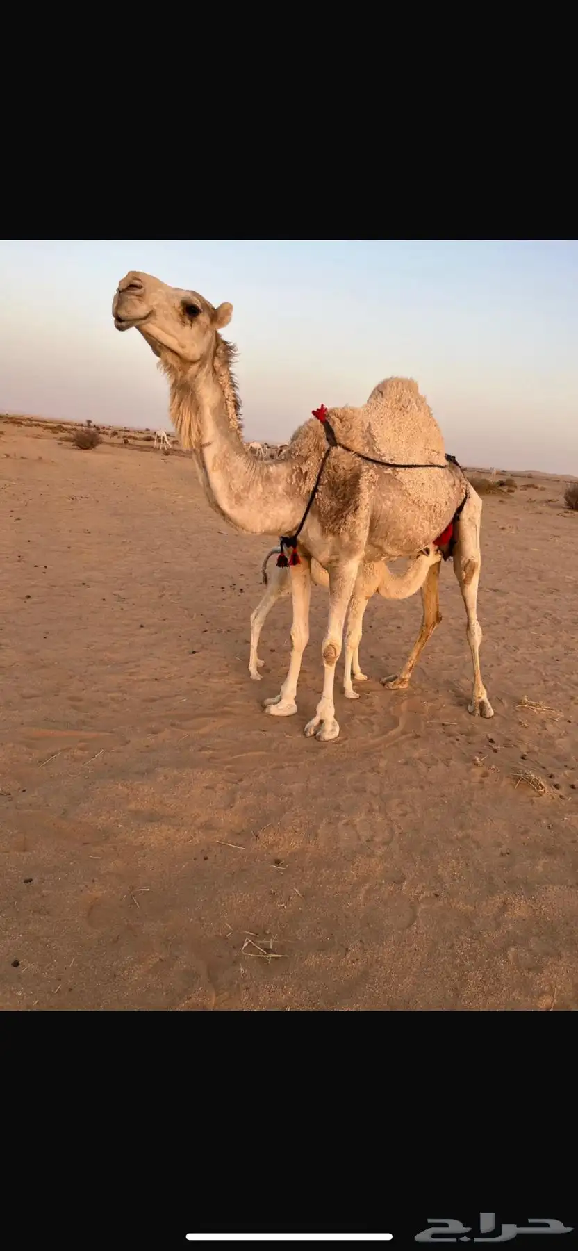 ناقه خلفه تحتها قعود للبيع 2