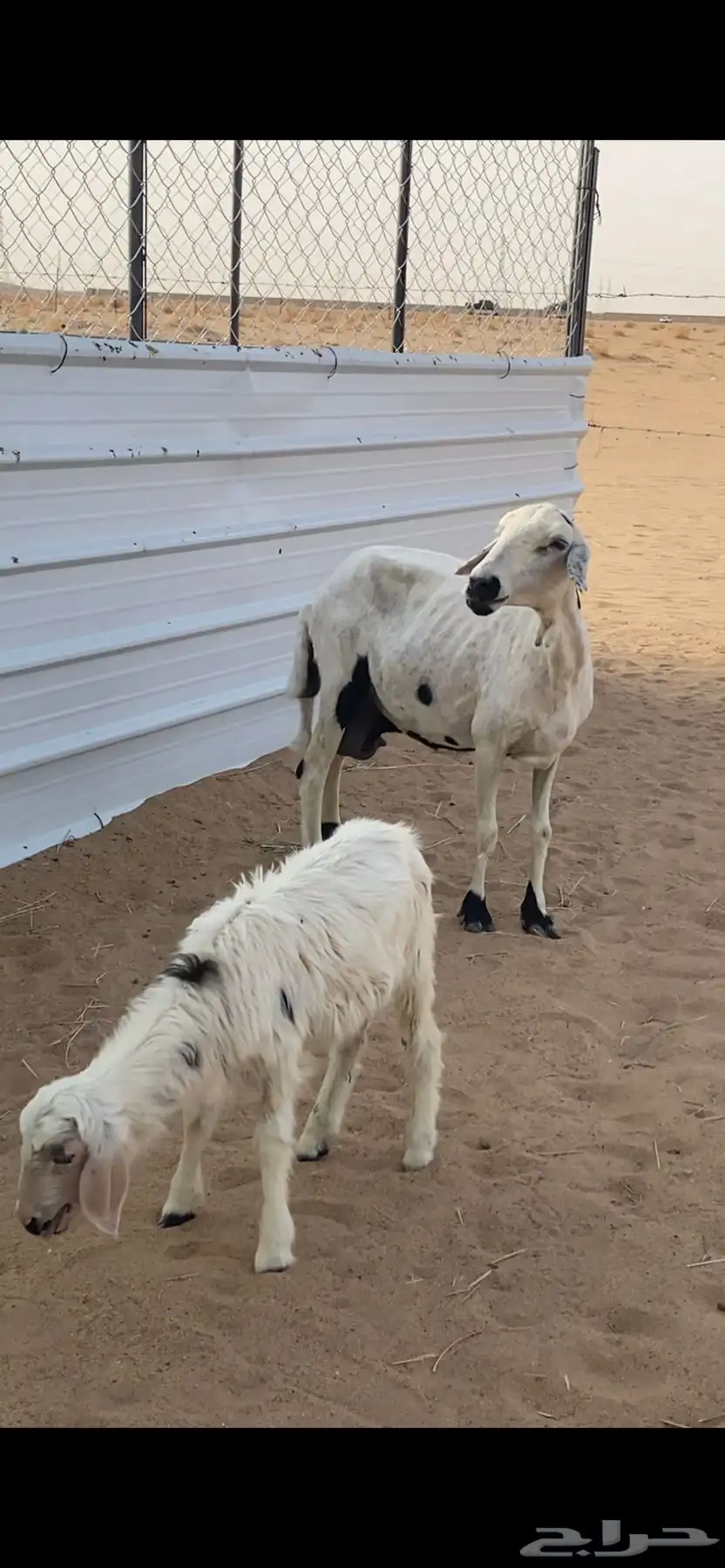 نعجه تحتها رخل 4