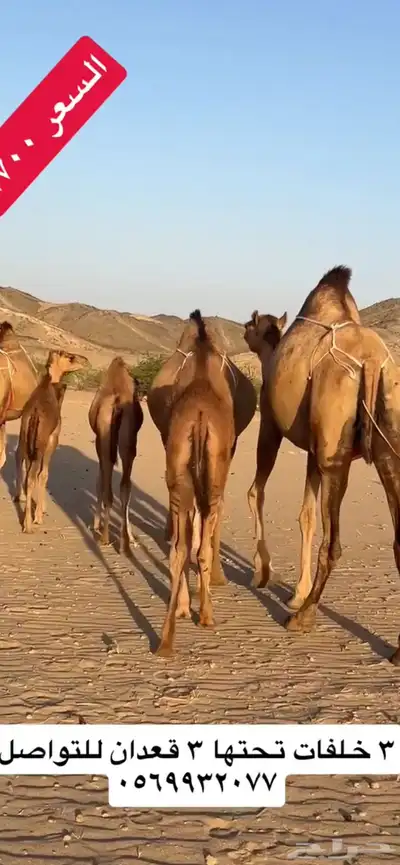 خلفات سواحل(( تم البيع )) 4