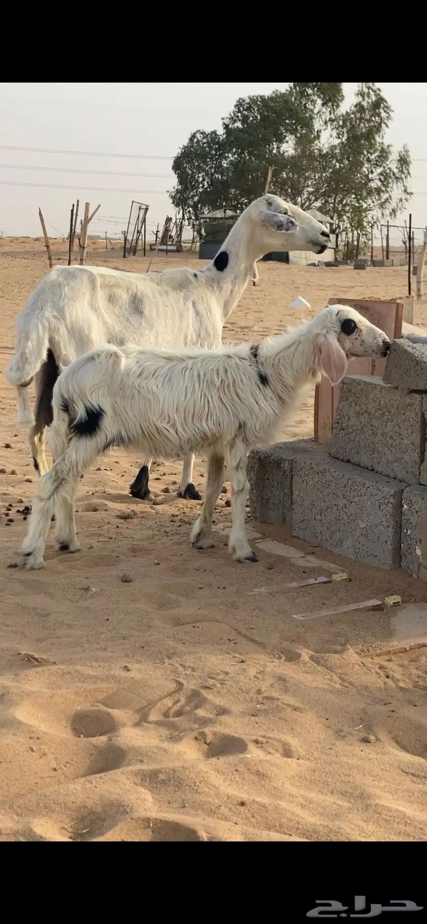 نعجه تحتها رخل 0