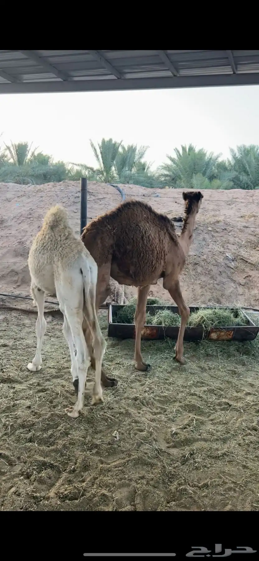 حشو للبيع 3