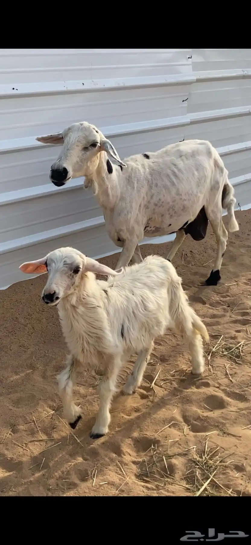 نعجه تحتها رخل 1