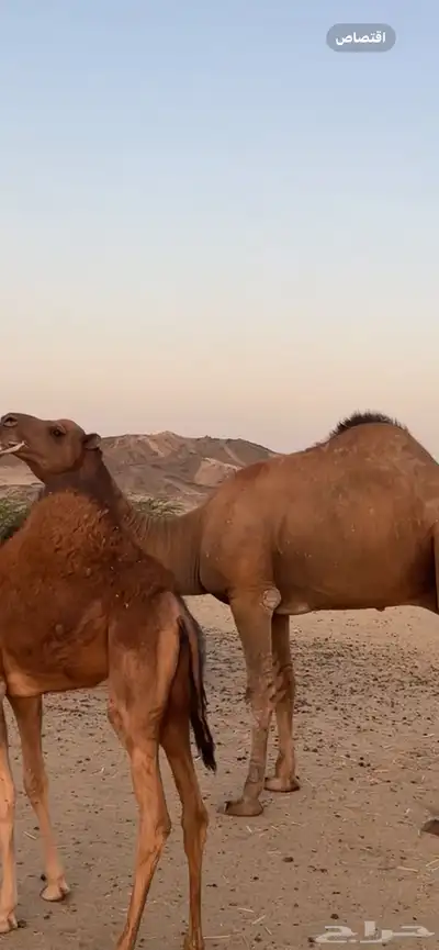 بعير جمل ساحلي(( تم البيع )) 4